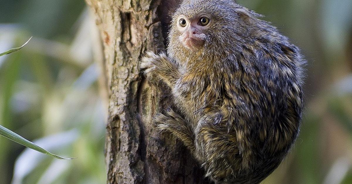 Captured beauty of the Pygmy Marmoset, or Callithrix pygmaea in the scientific world.