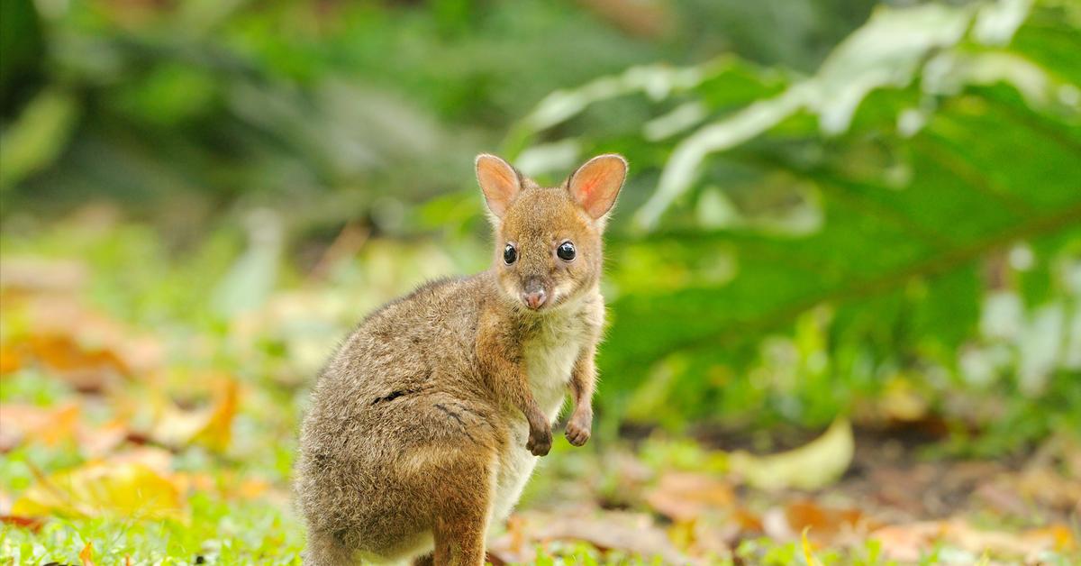 The alluring Pademelon, commonly referred to as Pademelon in Bahasa Indonesia.