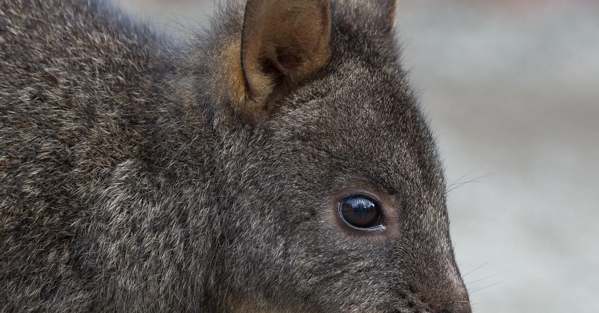 Captivating presence of the Pademelon, a species called Thylogale.