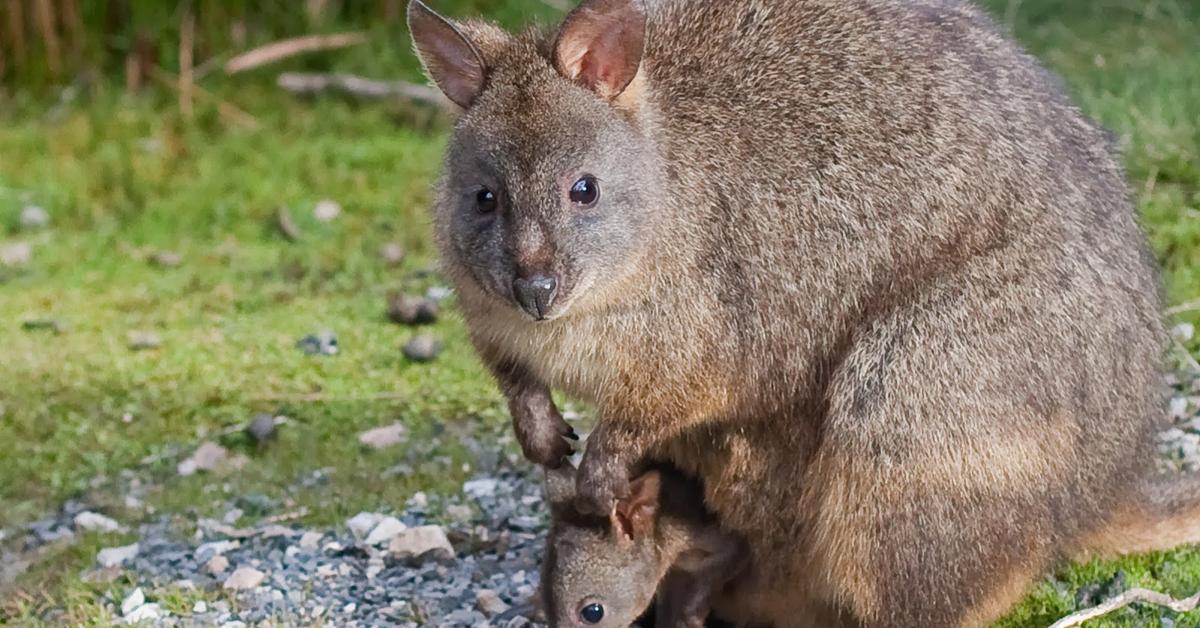 The Pademelon, a species known as Thylogale, in its natural splendor.