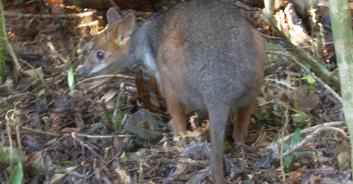 Image showcasing the Pademelon, known in Indonesia as Pademelon.