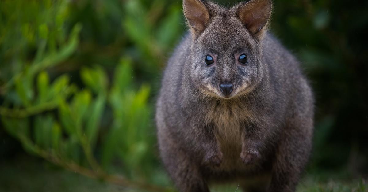 Vibrant snapshot of the Pademelon, commonly referred to as Pademelon in Indonesia.