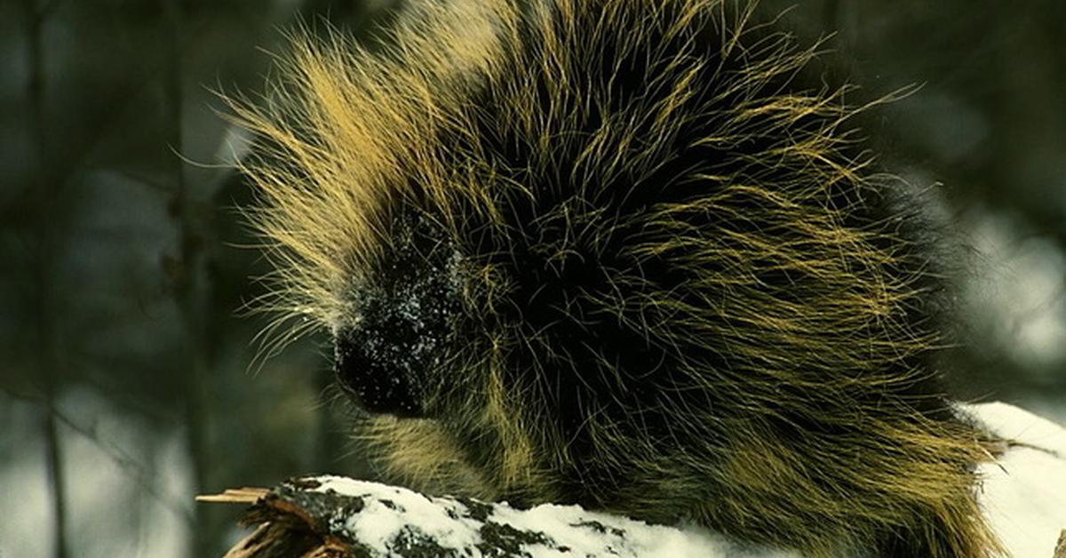 Captivating presence of the Porcupine, a species called Erethizon Dorsaum.