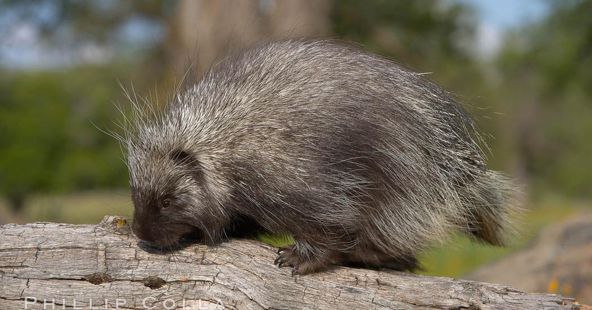 Graceful Porcupine, a creature with the scientific name Erethizon Dorsaum.