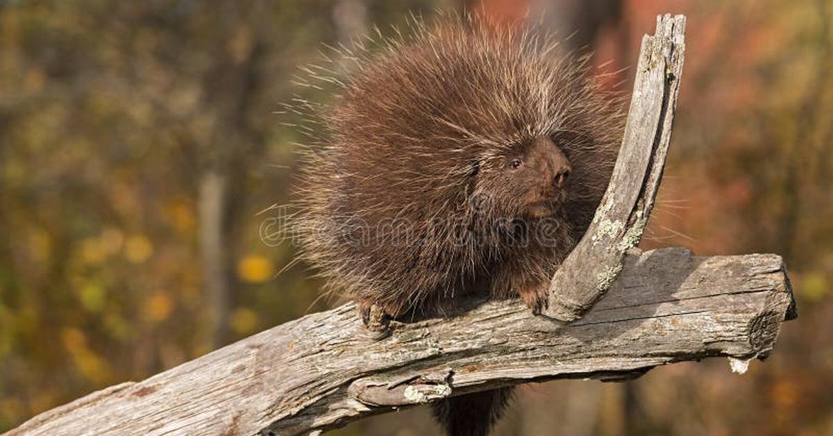 Visual of Porcupine, or Landak in Indonesian, showcasing its beauty.