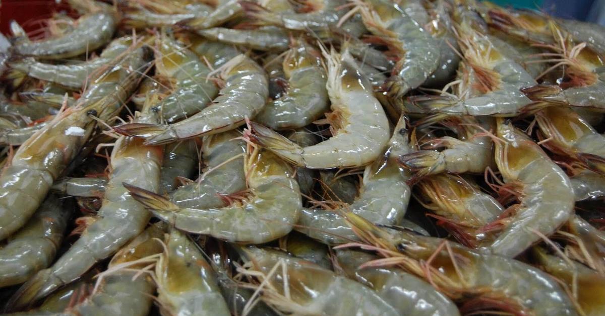 Exquisite image of Prawn, in Indonesia known as Udang.