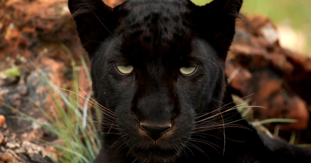 Captured beauty of the Panther, or Panthera pardus in the scientific world.