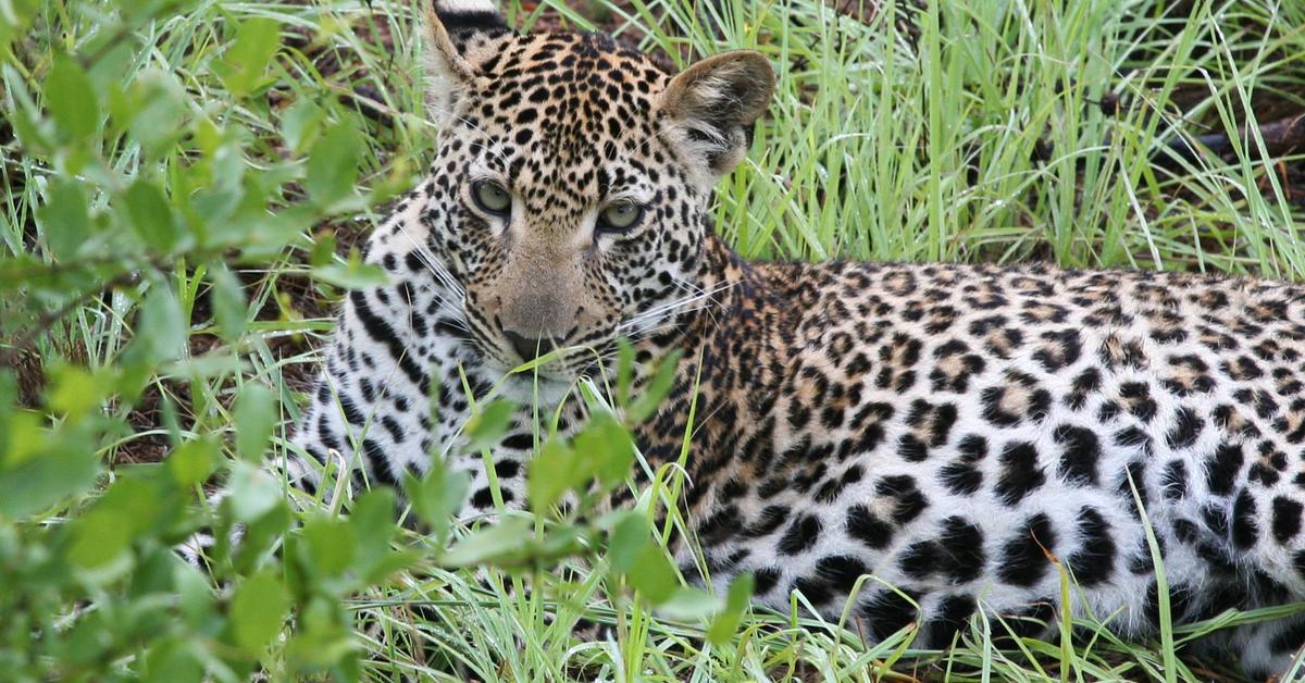 Graceful Panther, a creature with the scientific name Panthera pardus.