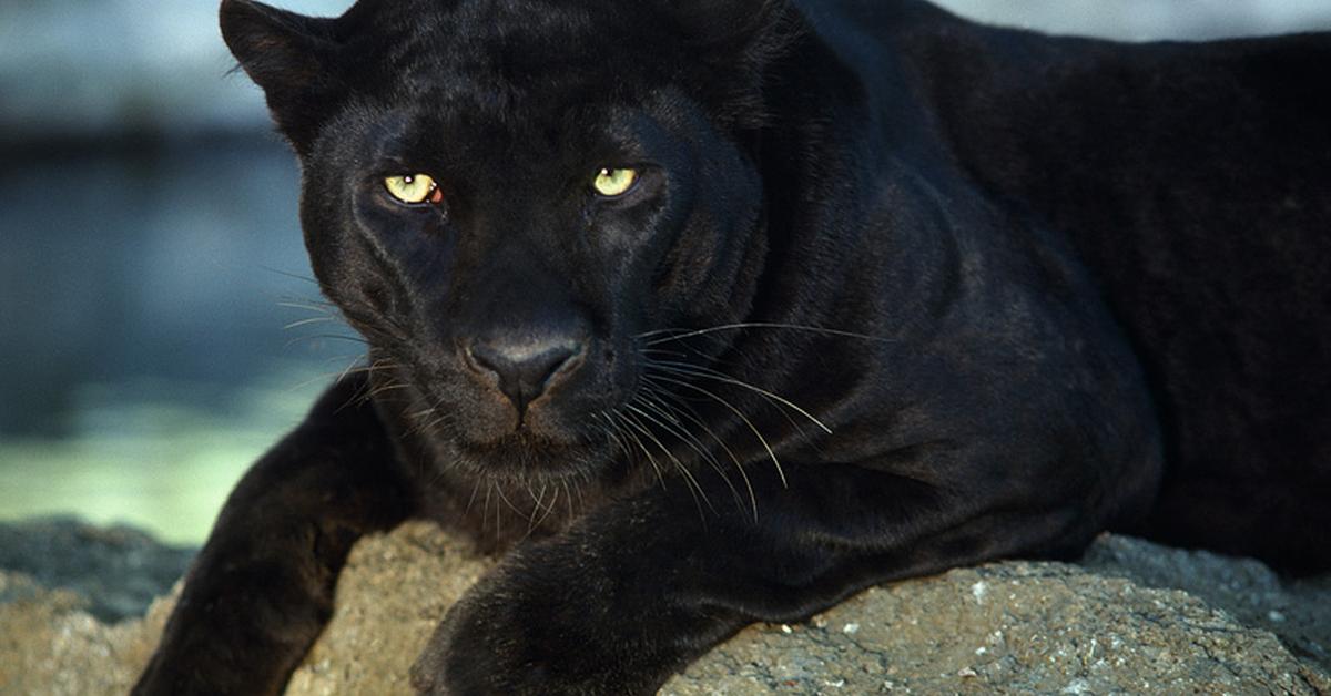 Portrait of a Panther, a creature known scientifically as Panthera pardus.