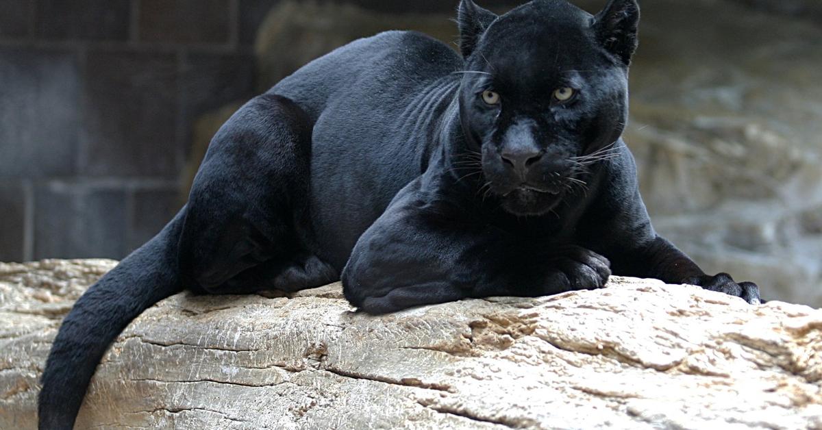 Captured beauty of the Panther, or Panthera pardus in the scientific world.