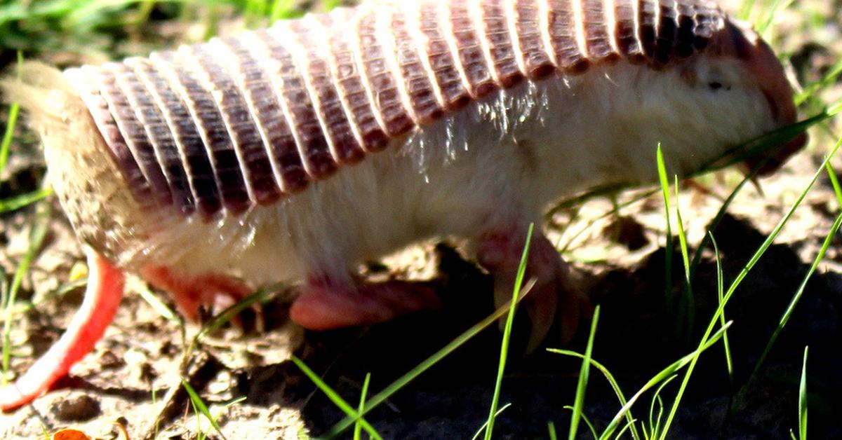 The Pink Fairy Armadillo, a beautiful species also known as Armadillo Peri Merah Muda in Bahasa Indonesia.