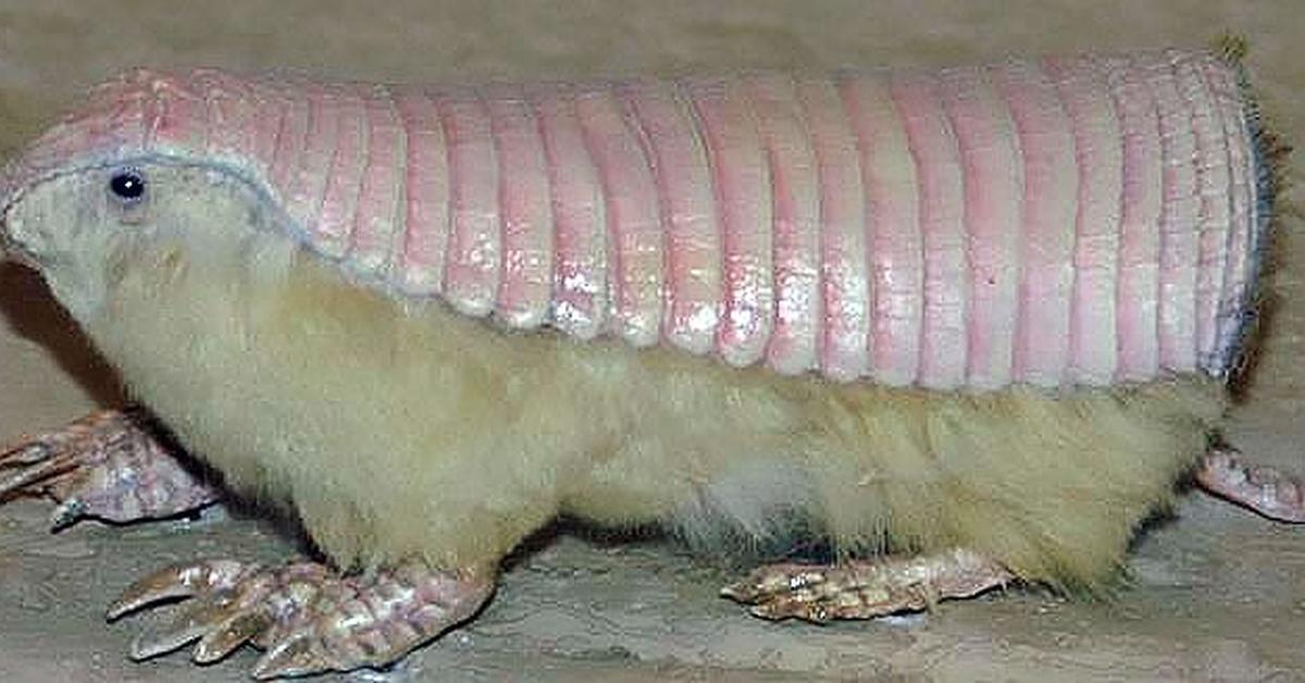 A beautiful representation of the Pink Fairy Armadillo, scientifically Chlamyphorus truncatus.