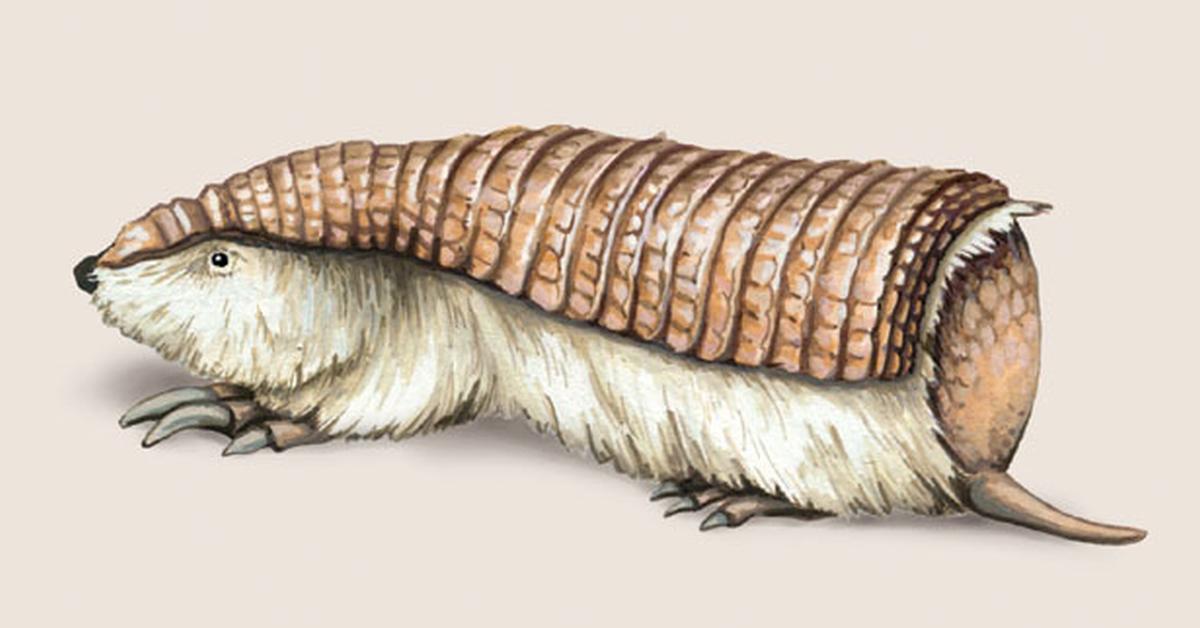 Close encounter with the Pink Fairy Armadillo, scientifically called Chlamyphorus truncatus.