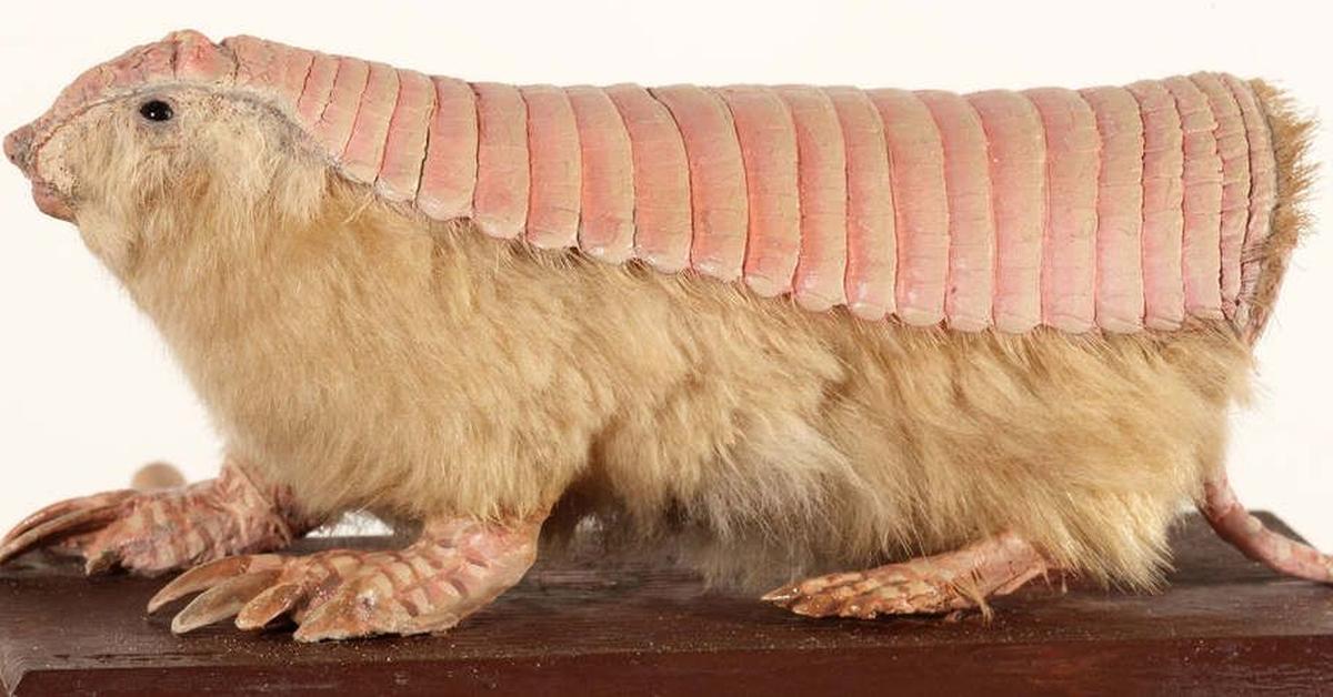 Visual of Pink Fairy Armadillo, or Armadillo Peri Merah Muda in Indonesian, showcasing its beauty.