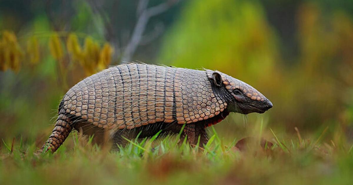 Image showcasing the Pink Fairy Armadillo, known in Indonesia as Armadillo Peri Merah Muda.