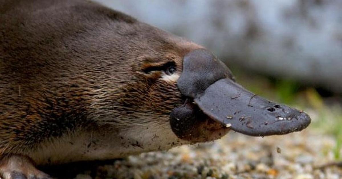 A look at the Platypus, also recognized as Platipus in Indonesian culture.