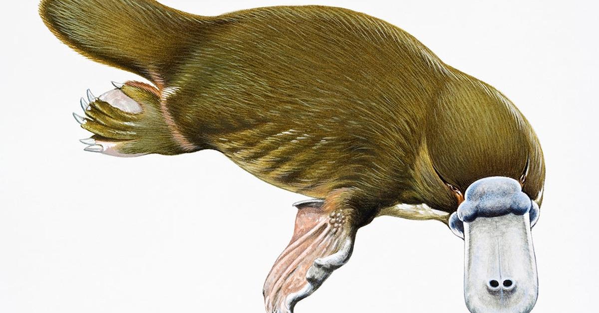 Picture of Platypus, known in Indonesia as Platipus.