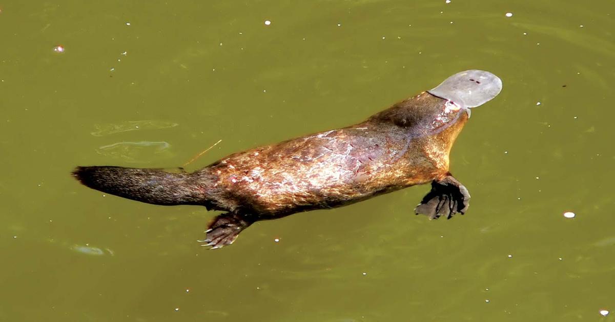 Image showcasing the Platypus, known in Indonesia as Platipus.