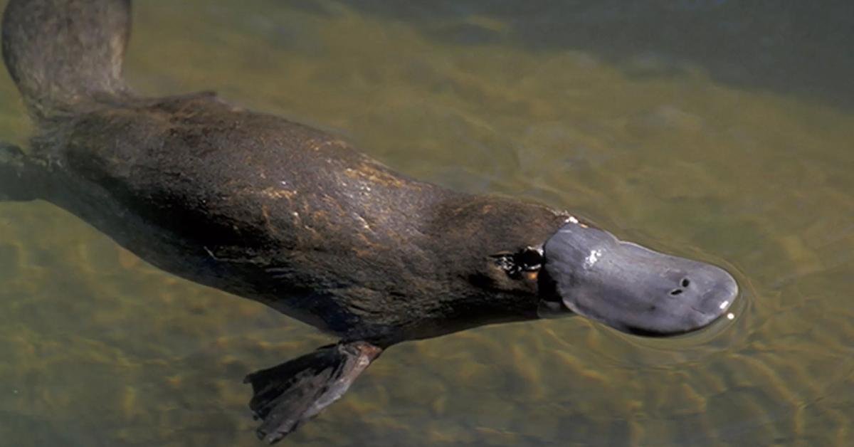 Visual representation of the Platypus, recognized in Indonesia as Platipus.