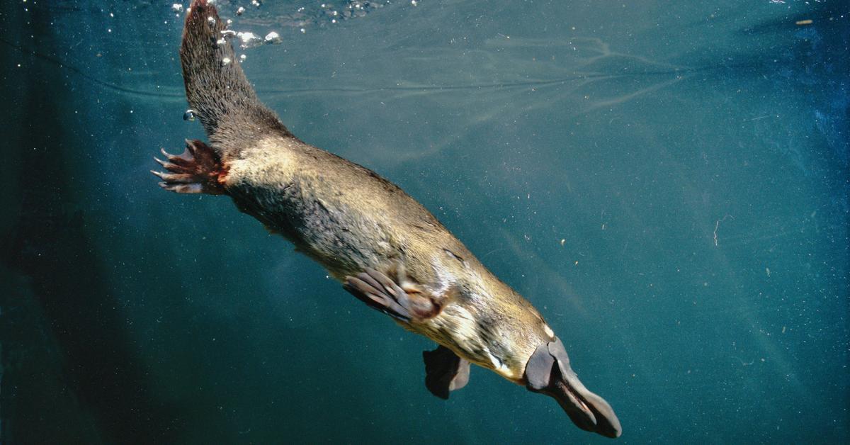 Captivating shot of the Platypus, or Platipus in Bahasa Indonesia.