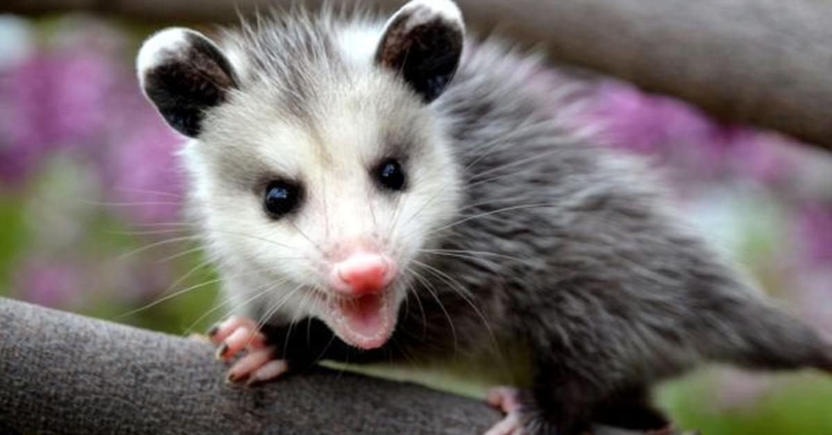 The Possum in its natural beauty, locally called Opossum.