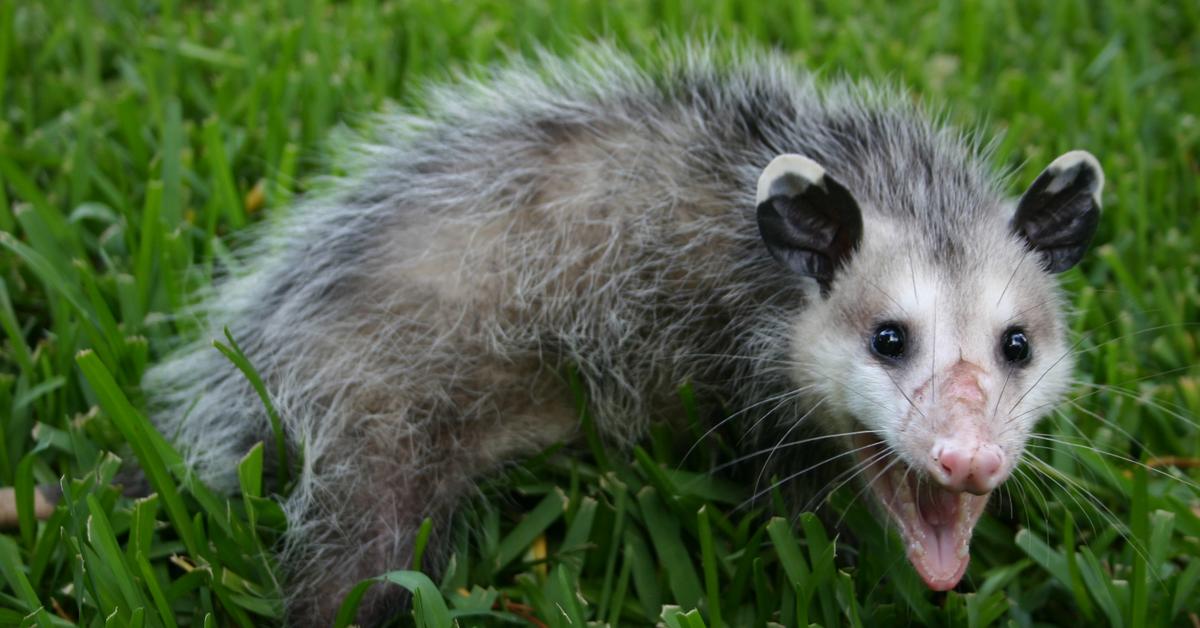 A look at the Possum, also recognized as Opossum in Indonesian culture.