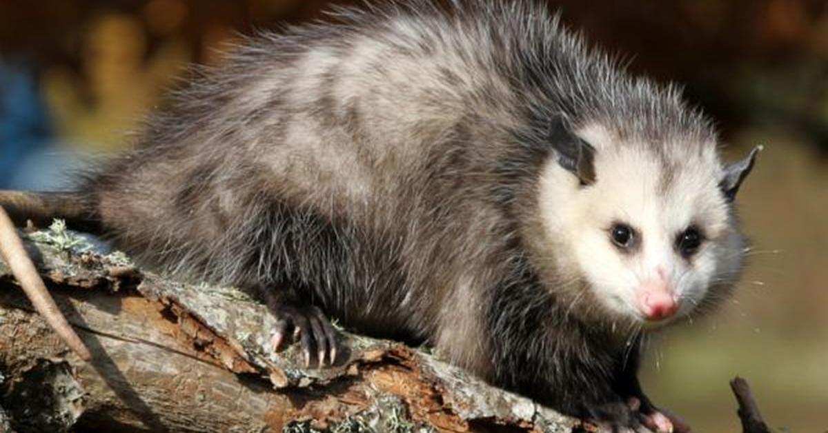 Captivating shot of the Possum, or Opossum in Bahasa Indonesia.