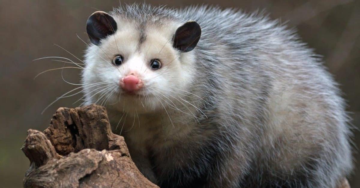 Charming view of the Possum, in Indonesia referred to as Opossum.