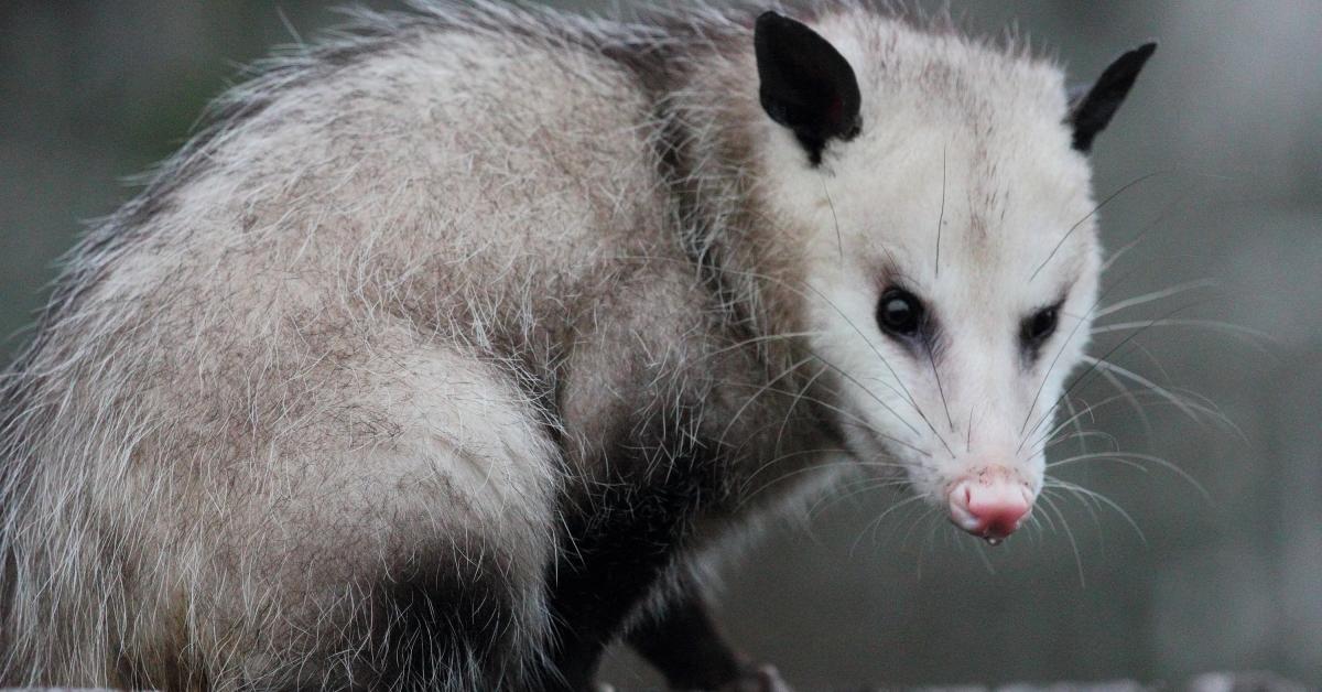 Engaging shot of the Possum, recognized in Indonesia as Opossum.