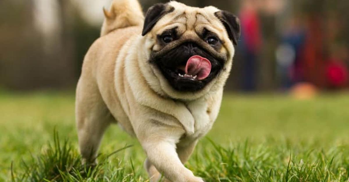 Photogenic Pug, scientifically referred to as Canis lupus.