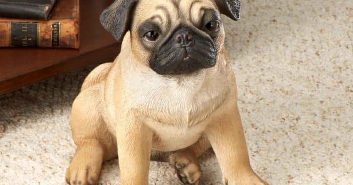 A look at the Pug, also recognized as Anjing Pug in Indonesian culture.