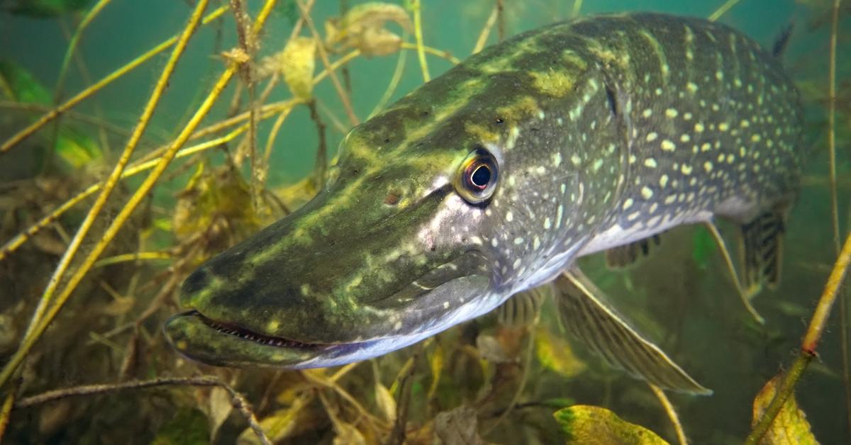 The Pike Fish, a species known as Esox spp., in its natural splendor.