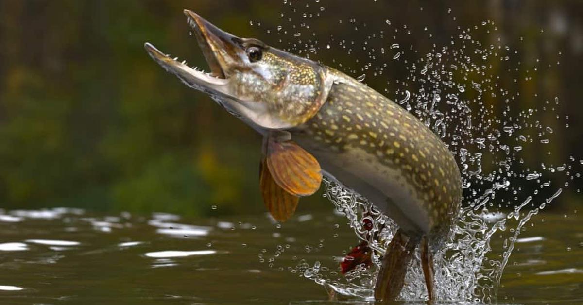 Charming view of the Pike Fish, in Indonesia referred to as Ikan Pike.