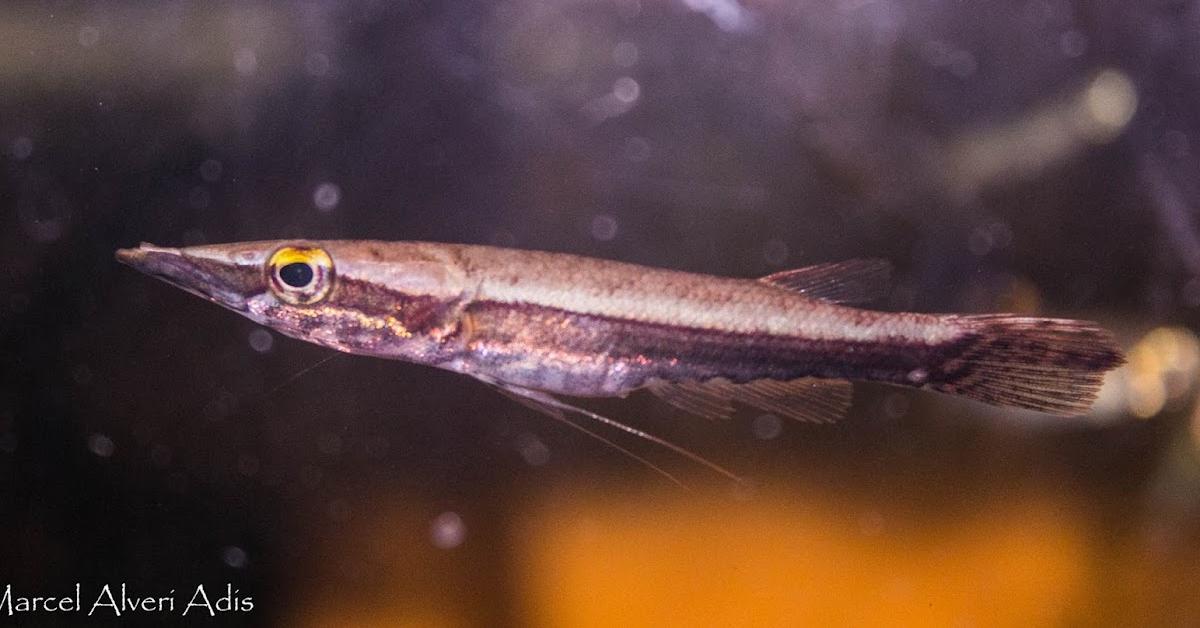 The majestic Pike Fish, also called Ikan Pike in Indonesia, in its glory.