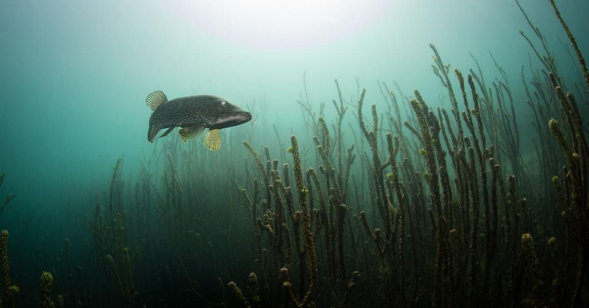 Distinctive Pike Fish, in Indonesia known as Ikan Pike, captured in this image.