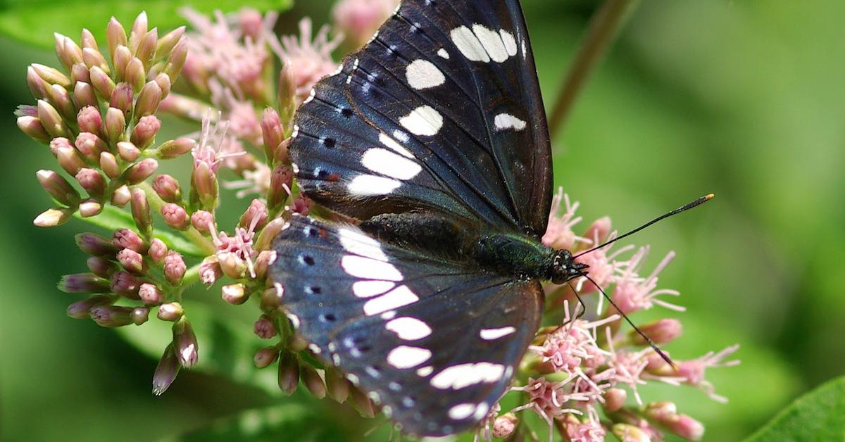 Photographic depiction of the unique Purple Emperor Butterfly, locally called Kupu-kupu Kaisar Ungu.