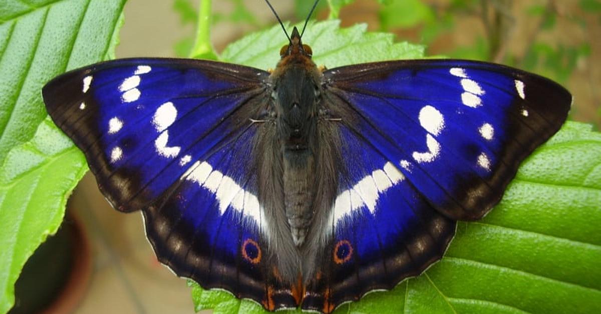 Image showcasing the Purple Emperor Butterfly, known in Indonesia as Kupu-kupu Kaisar Ungu.