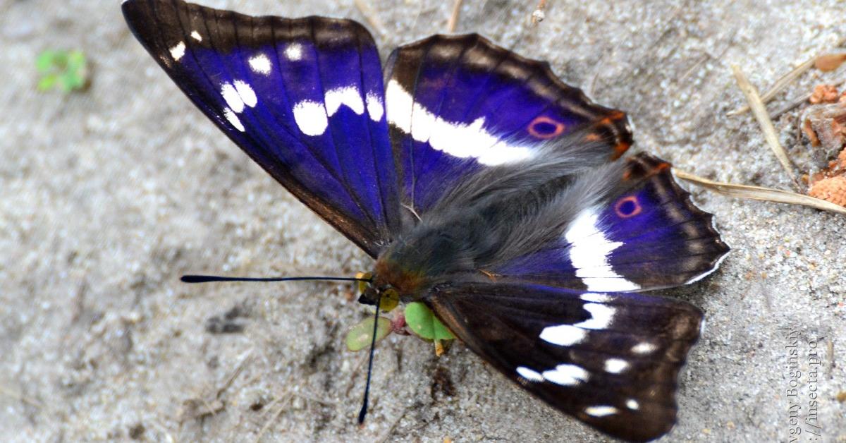 The majestic Purple Emperor Butterfly, also called Kupu-kupu Kaisar Ungu in Indonesia, in its glory.