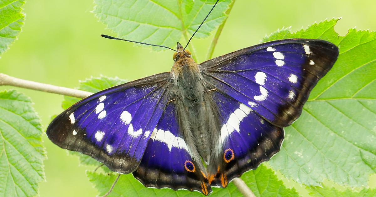 The majestic Purple Emperor Butterfly, also called Kupu-kupu Kaisar Ungu in Indonesia, in its glory.