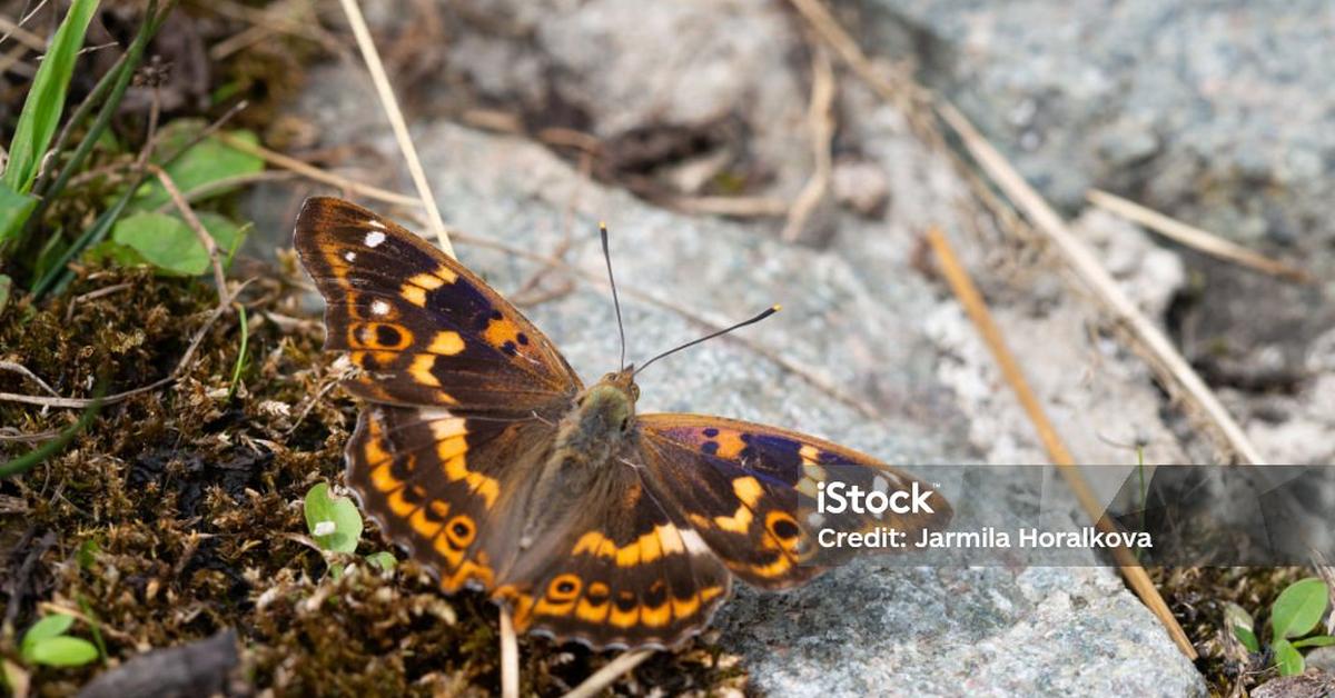 Vibrant snapshot of the Purple Emperor Butterfly, commonly referred to as Kupu-kupu Kaisar Ungu in Indonesia.