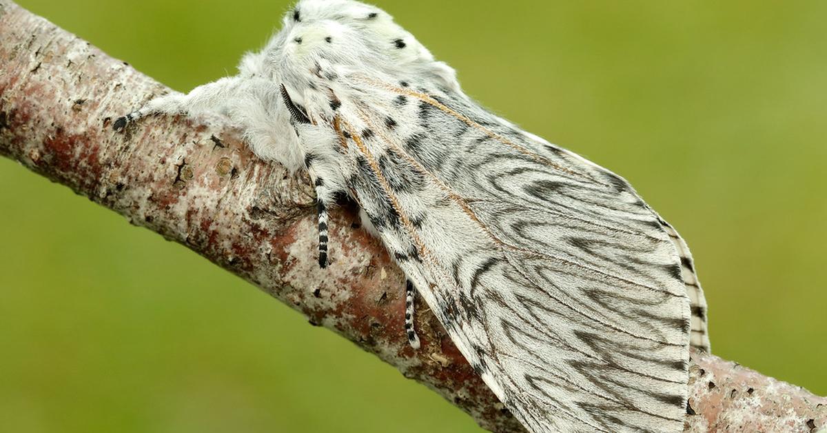 Captivating view of the Puss Moth, known in Bahasa Indonesia as Kupu-kupu Kucing.