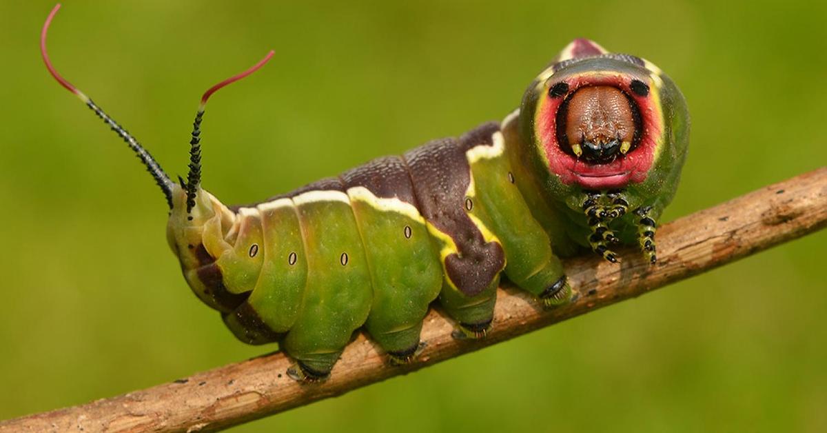 Captivating presence of the Puss Moth, a species called Cerura vinula.