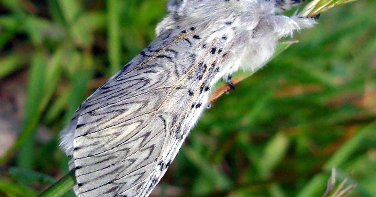 Captivating view of the Puss Moth, known in Bahasa Indonesia as Kupu-kupu Kucing.