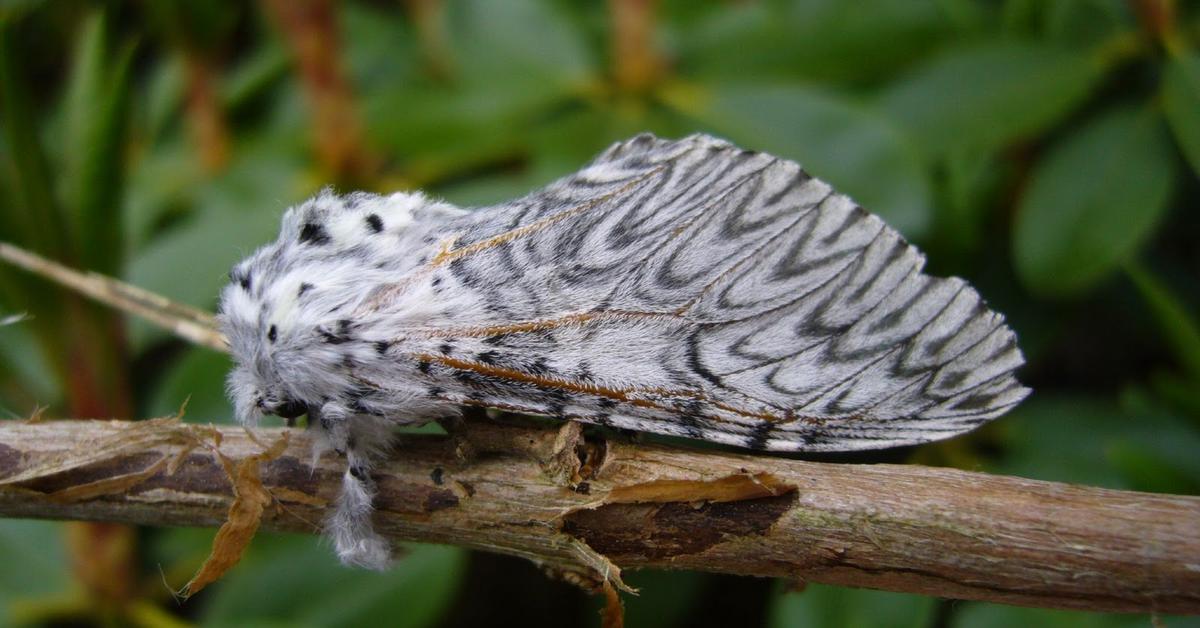 Striking appearance of the Puss Moth, known in scientific circles as Cerura vinula.