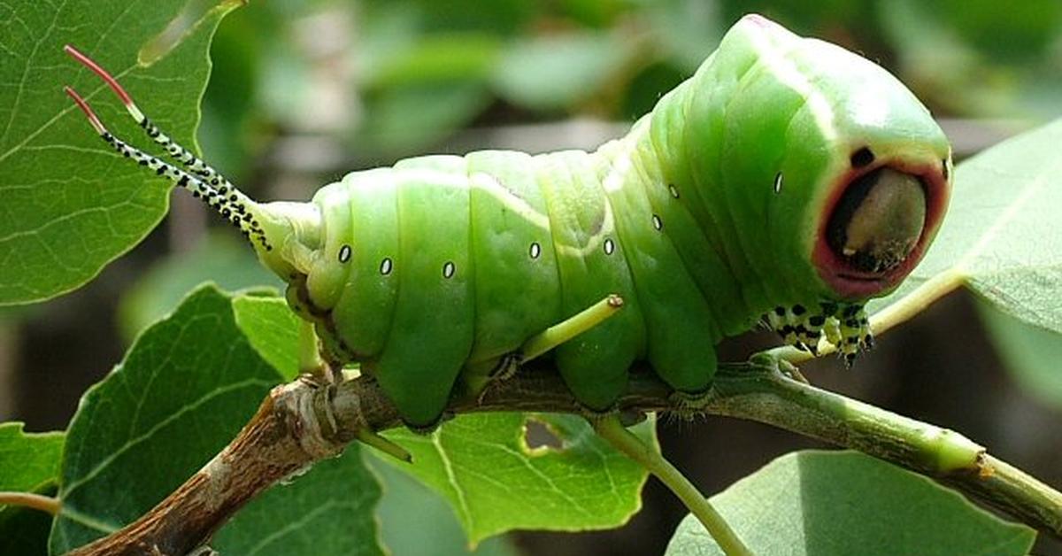 The Puss Moth, an example of Cerura vinula, in its natural environment.