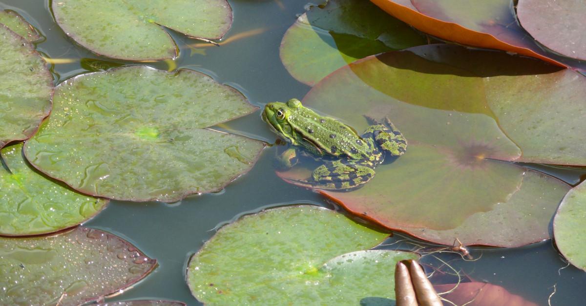 Detailed shot of the Pool Frog, or Pelophylax lessonae, in its natural setting.