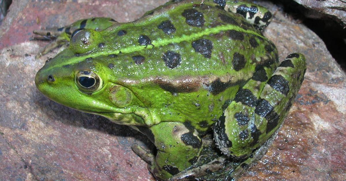 Elegant portrayal of the Pool Frog, also known as Pelophylax lessonae.