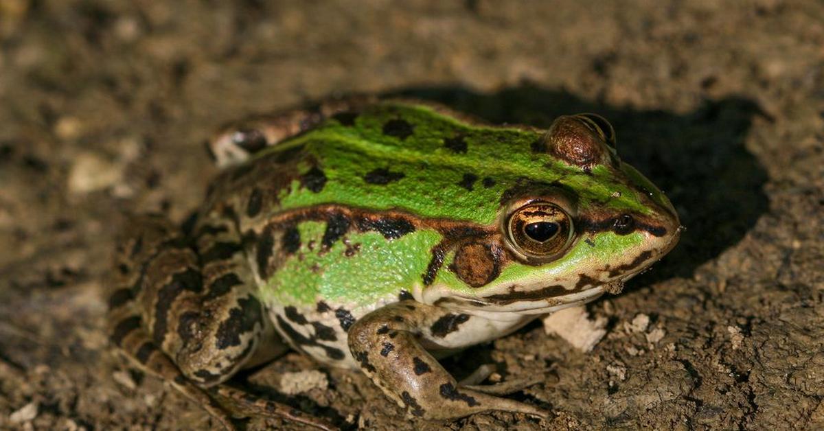 Engaging shot of the Pool Frog, recognized in Indonesia as Katak Kolam.