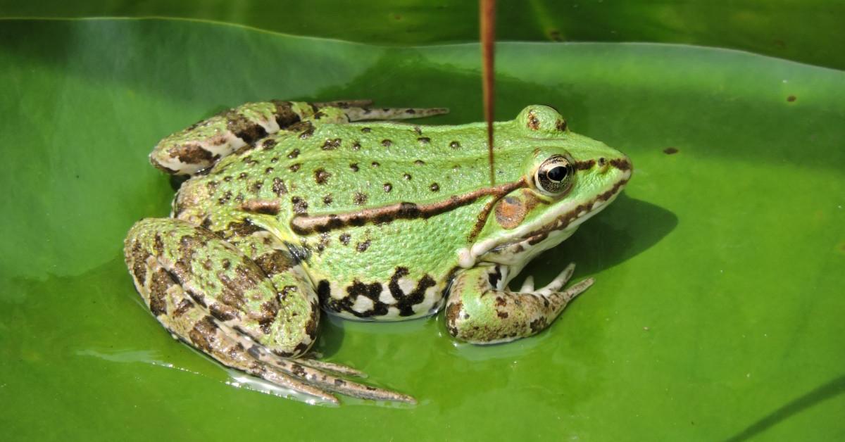 Photogenic Pool Frog, scientifically referred to as Pelophylax lessonae.