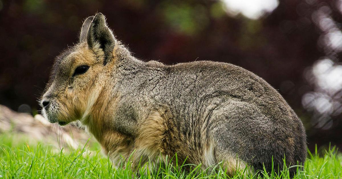 Visual representation of the Patagonian Mara, recognized in Indonesia as Mara Patagonia.